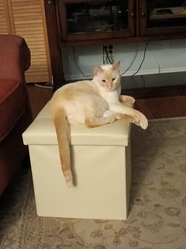 Picture of the Animal Listed