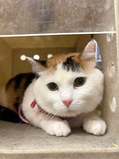 Picture of the Animal Listed