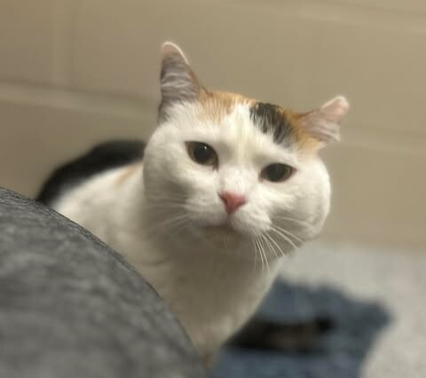 Picture of the Animal Listed