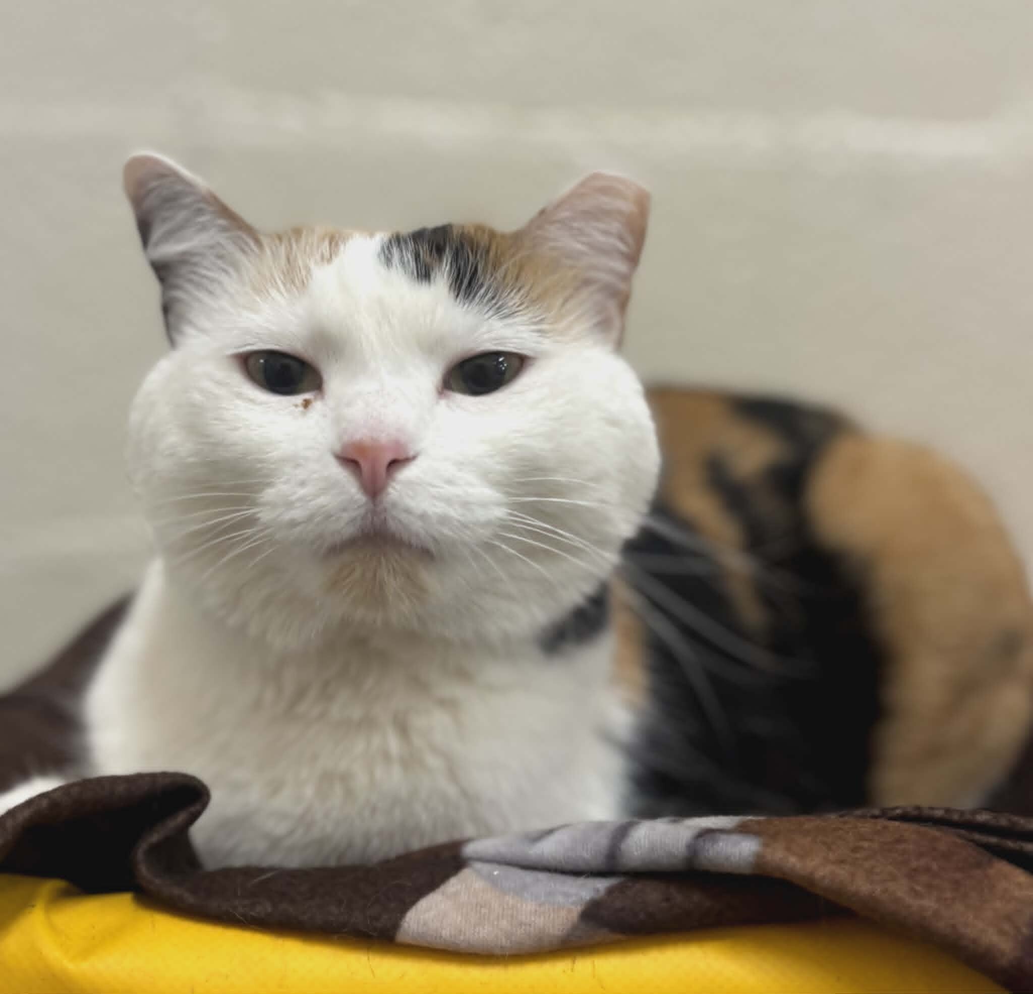 Picture of the Animal Listed