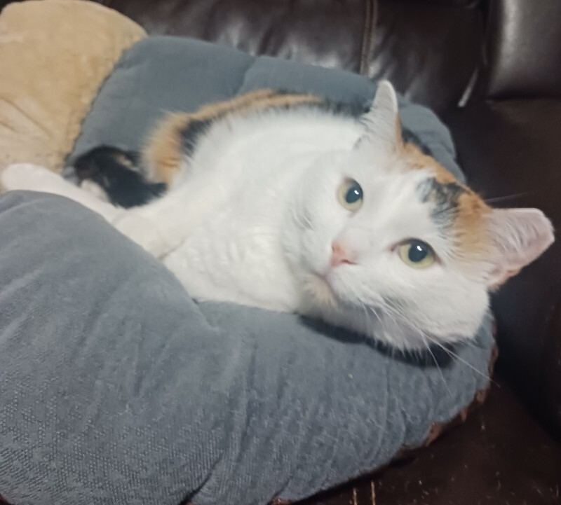 Picture of the Animal Listed