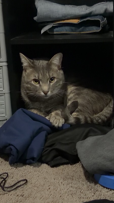 Picture of the Animal Listed