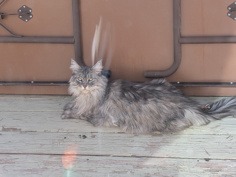 Picture of the Animal Listed