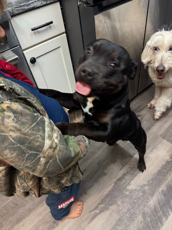 Picture of the Animal Listed