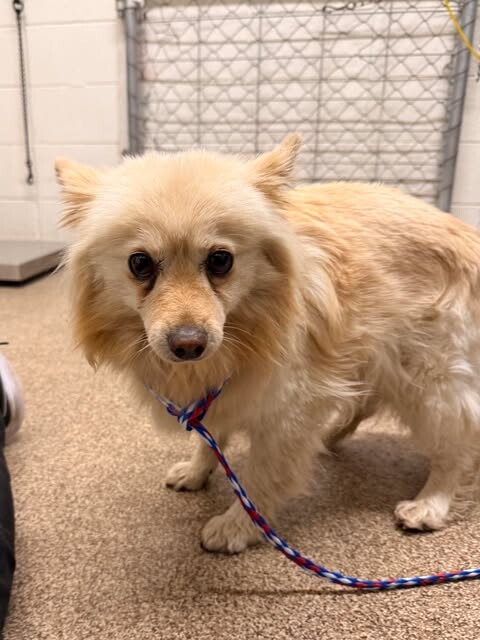 Picture of the Animal Listed