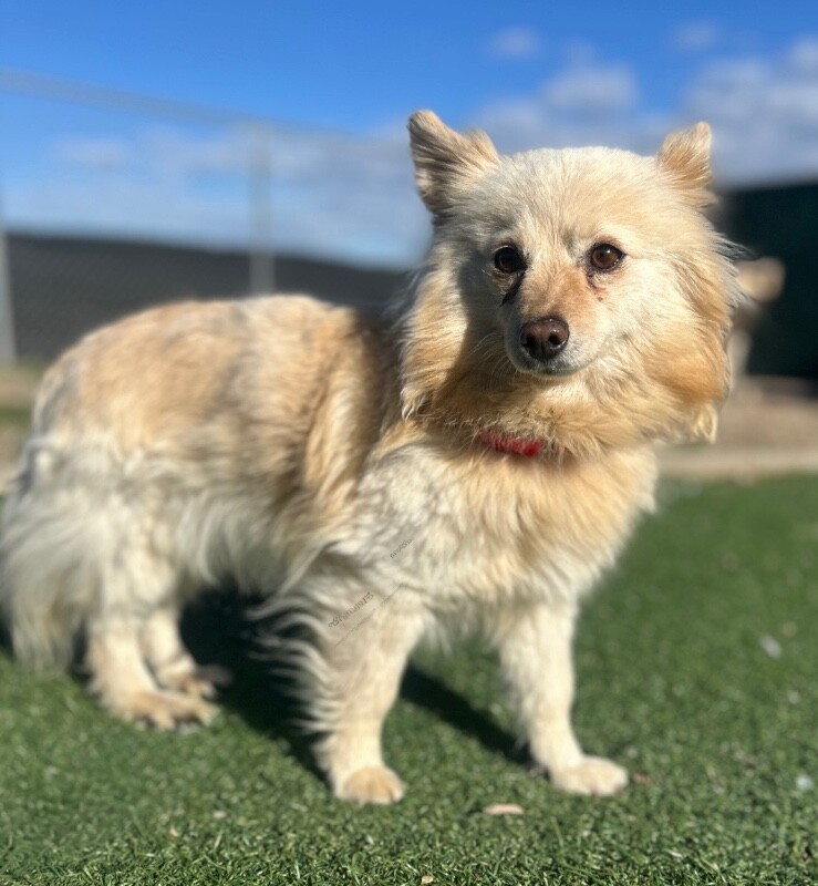 Picture of the Animal Listed