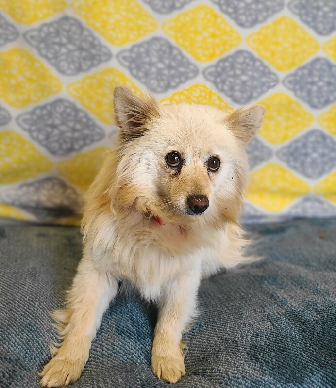 Picture of the Animal Listed