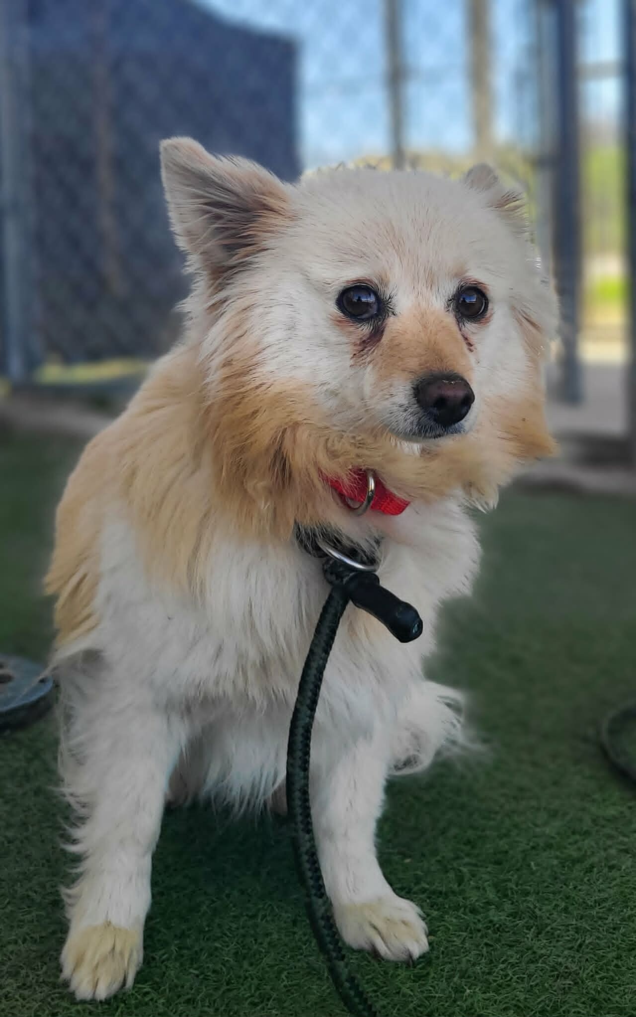 Picture of the Animal Listed