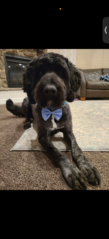 Picture of the Animal Listed