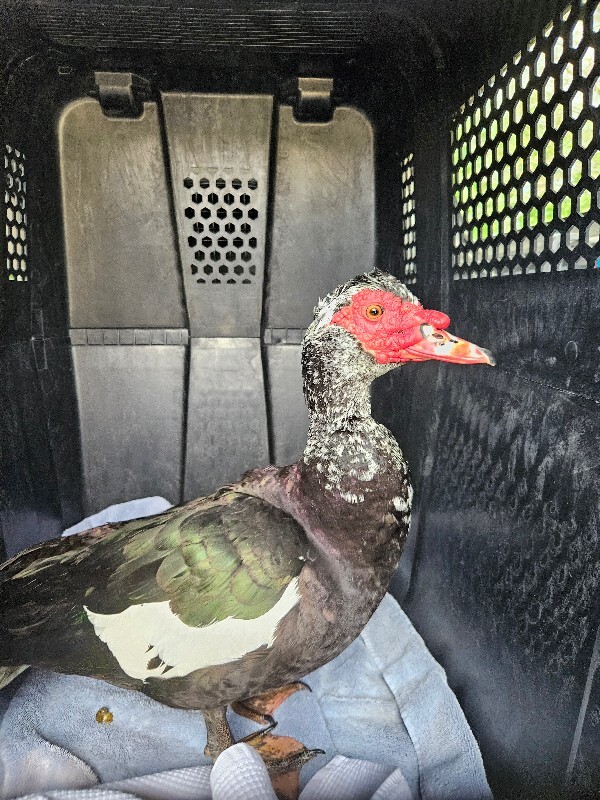 Picture of the Animal Listed