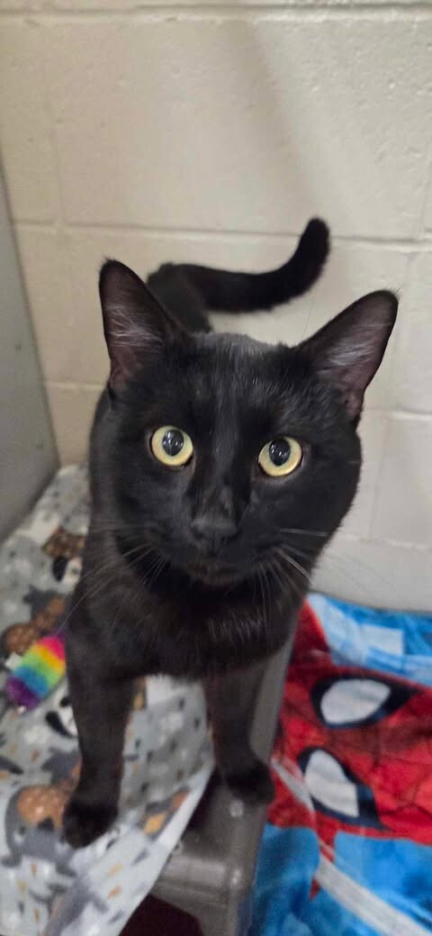 Picture of the Animal Listed