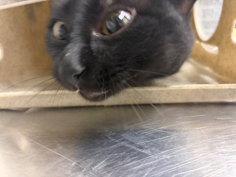 Picture of the Animal Listed