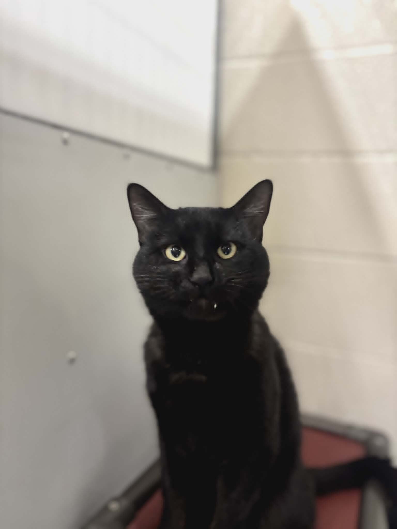 Picture of the Animal Listed