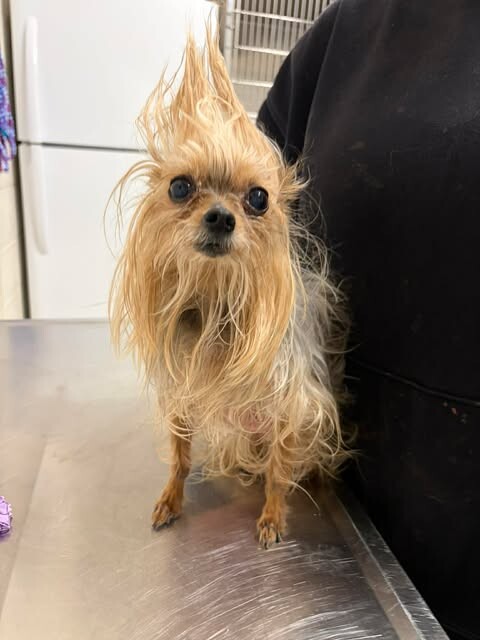 Picture of the Animal Listed