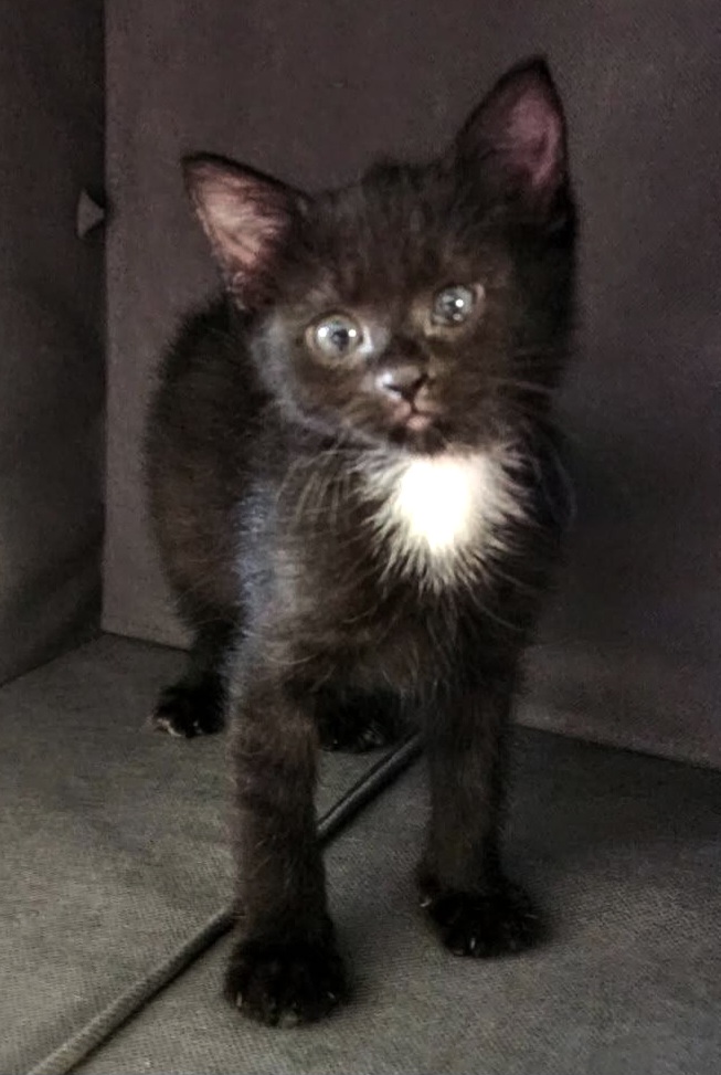 Picture of the Animal Listed