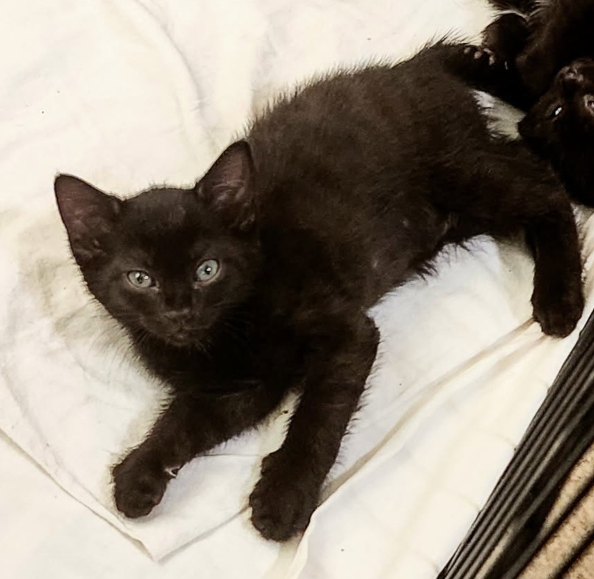 Picture of the Animal Listed