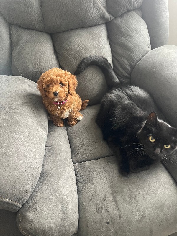 Picture of the Animal Listed