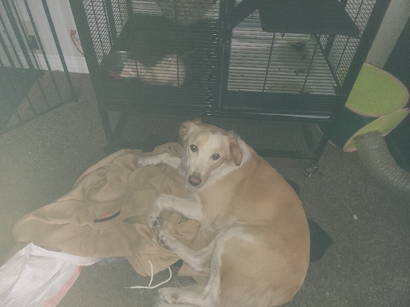 Picture of the Animal Listed