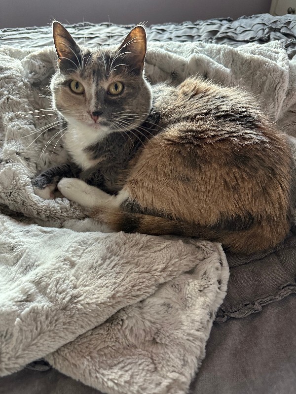 Picture of the Animal Listed