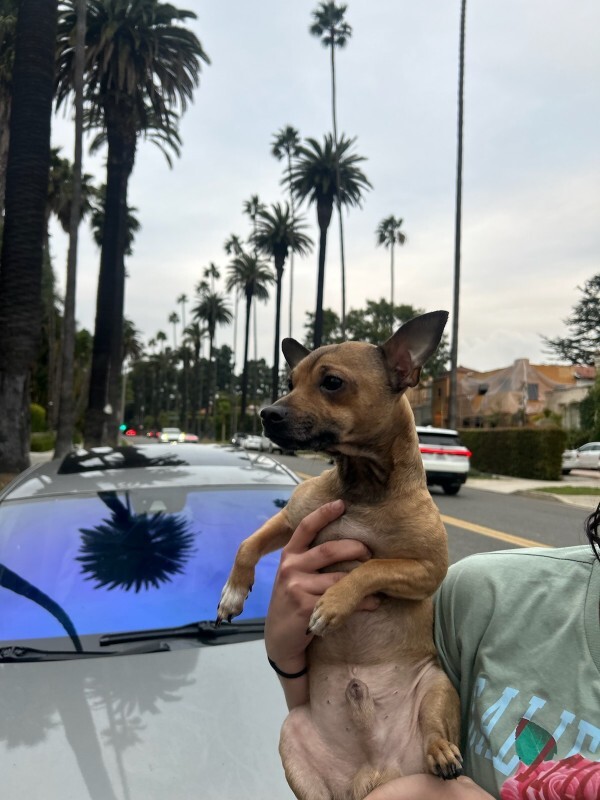 Picture of the Animal Listed