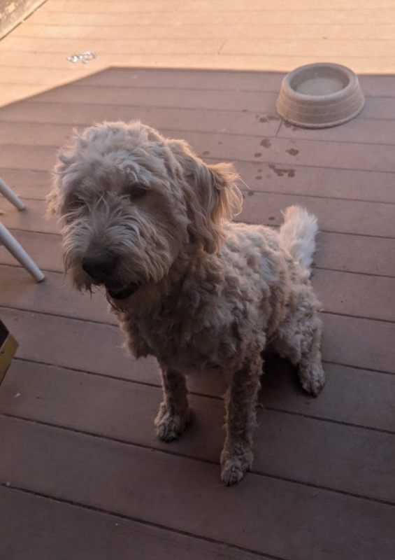 Picture of the Animal Listed