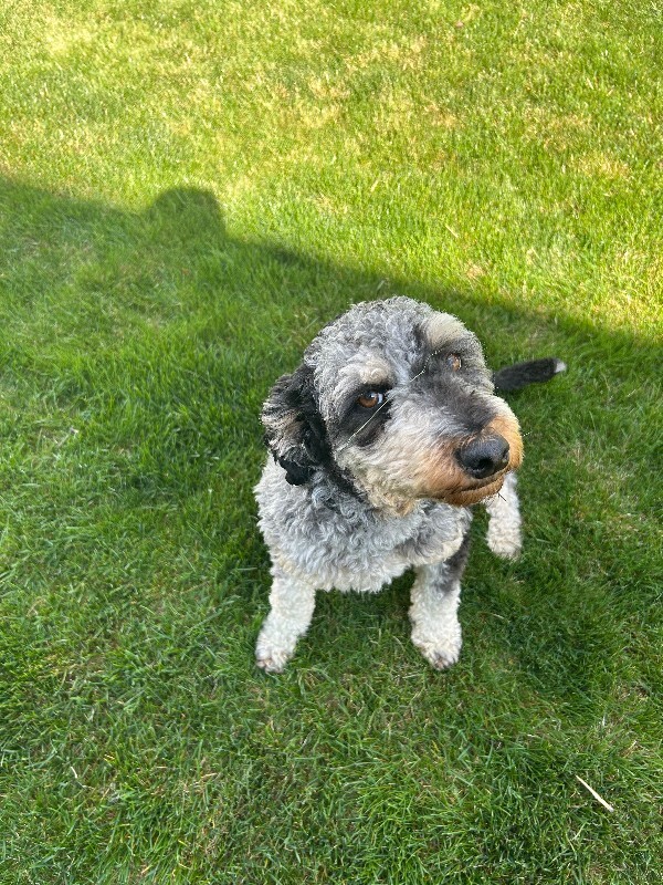 Picture of the Animal Listed