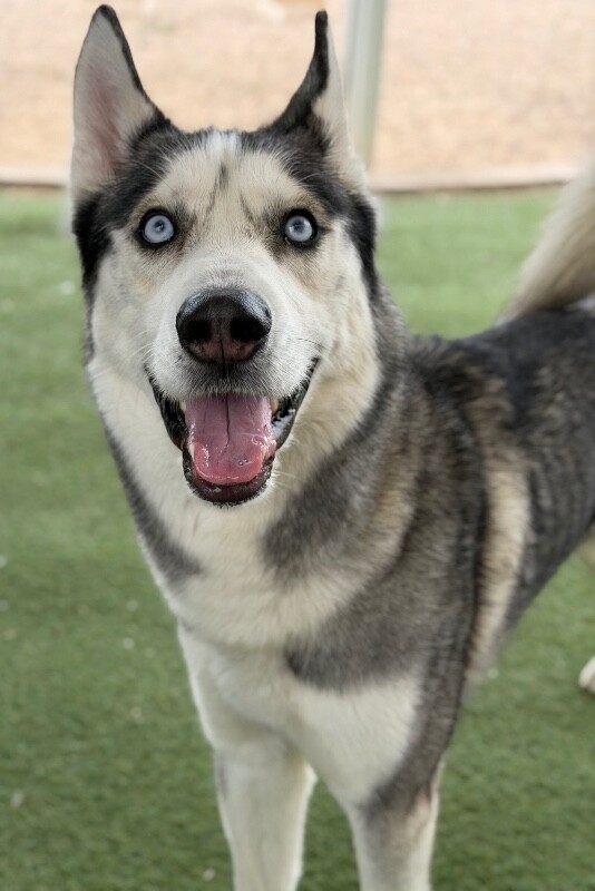 Picture of the Animal Listed