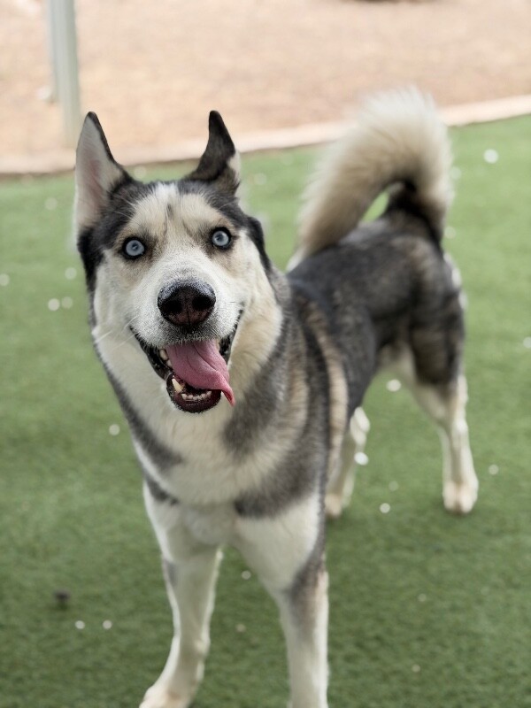 Picture of the Animal Listed