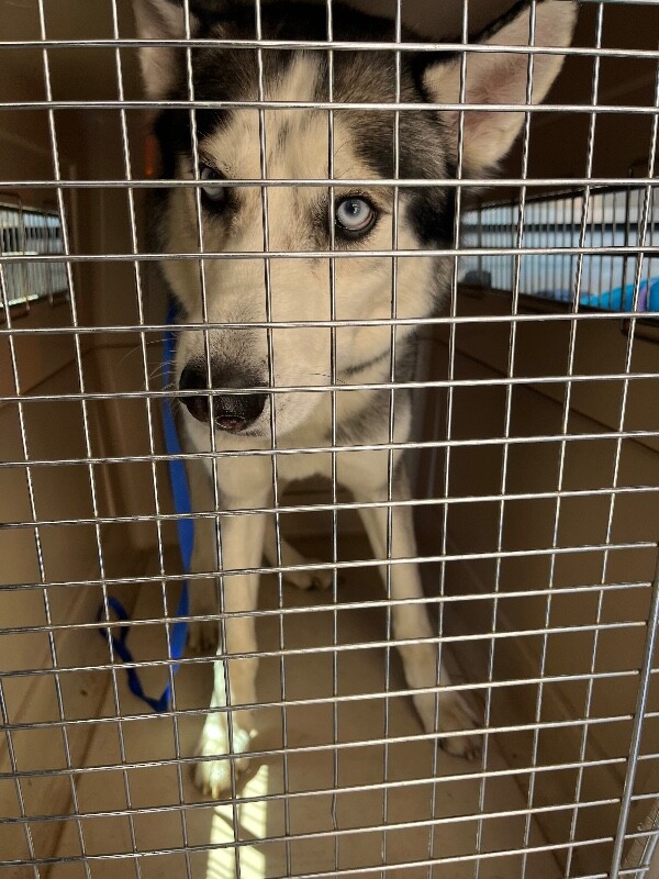 Picture of the Animal Listed