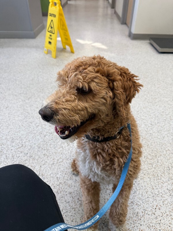 Picture of the Animal Listed