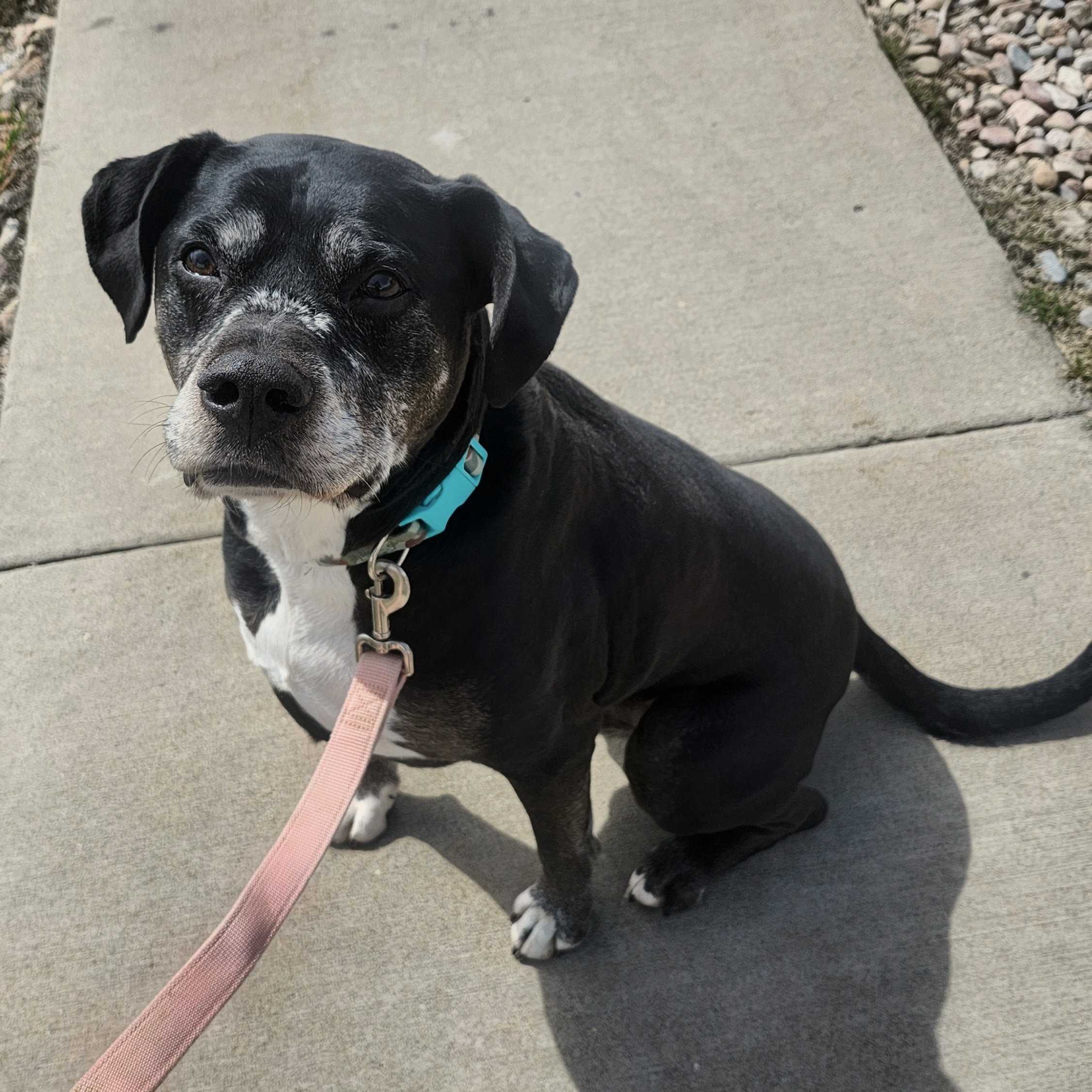 Picture of the Animal Listed