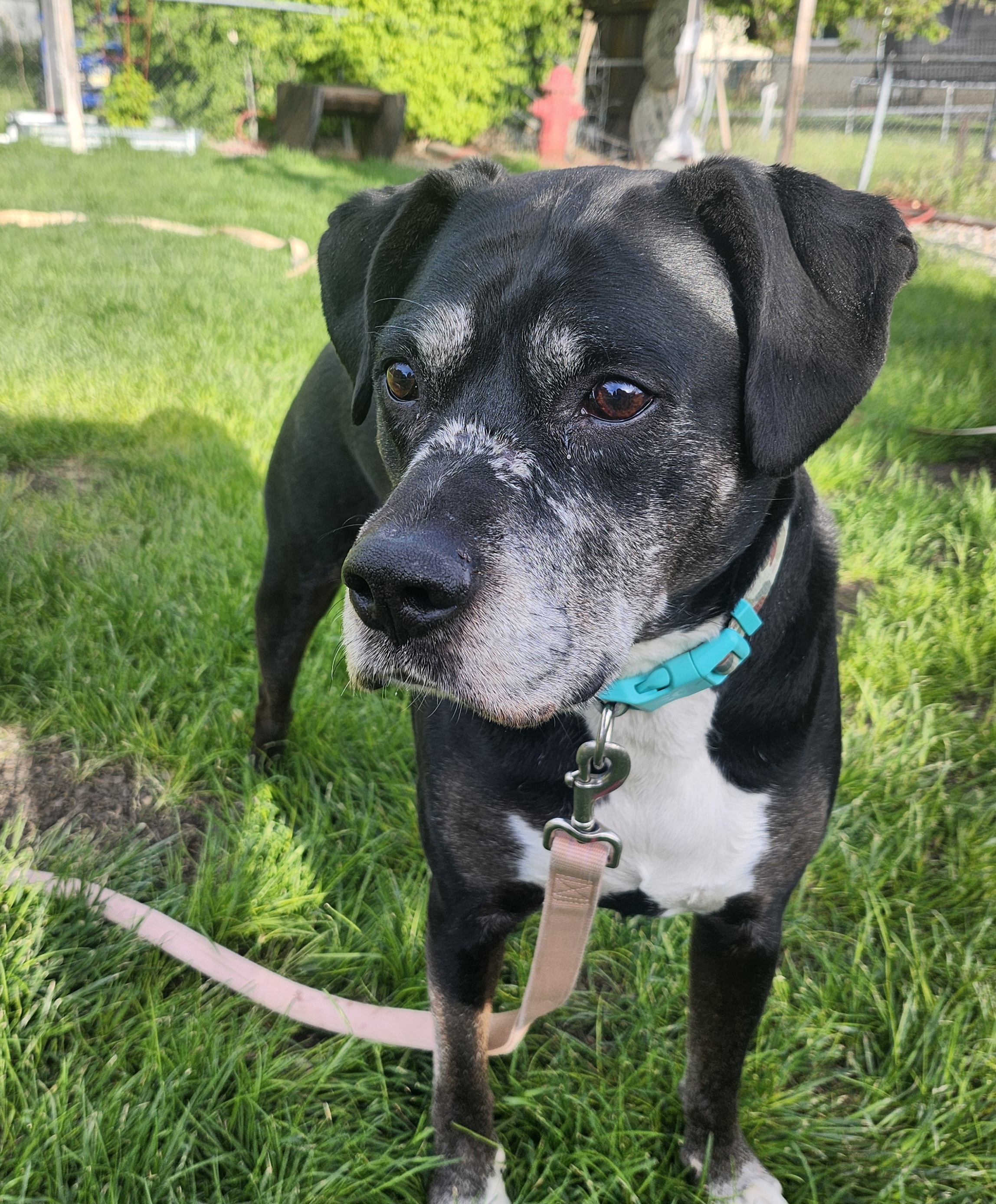 Picture of the Animal Listed