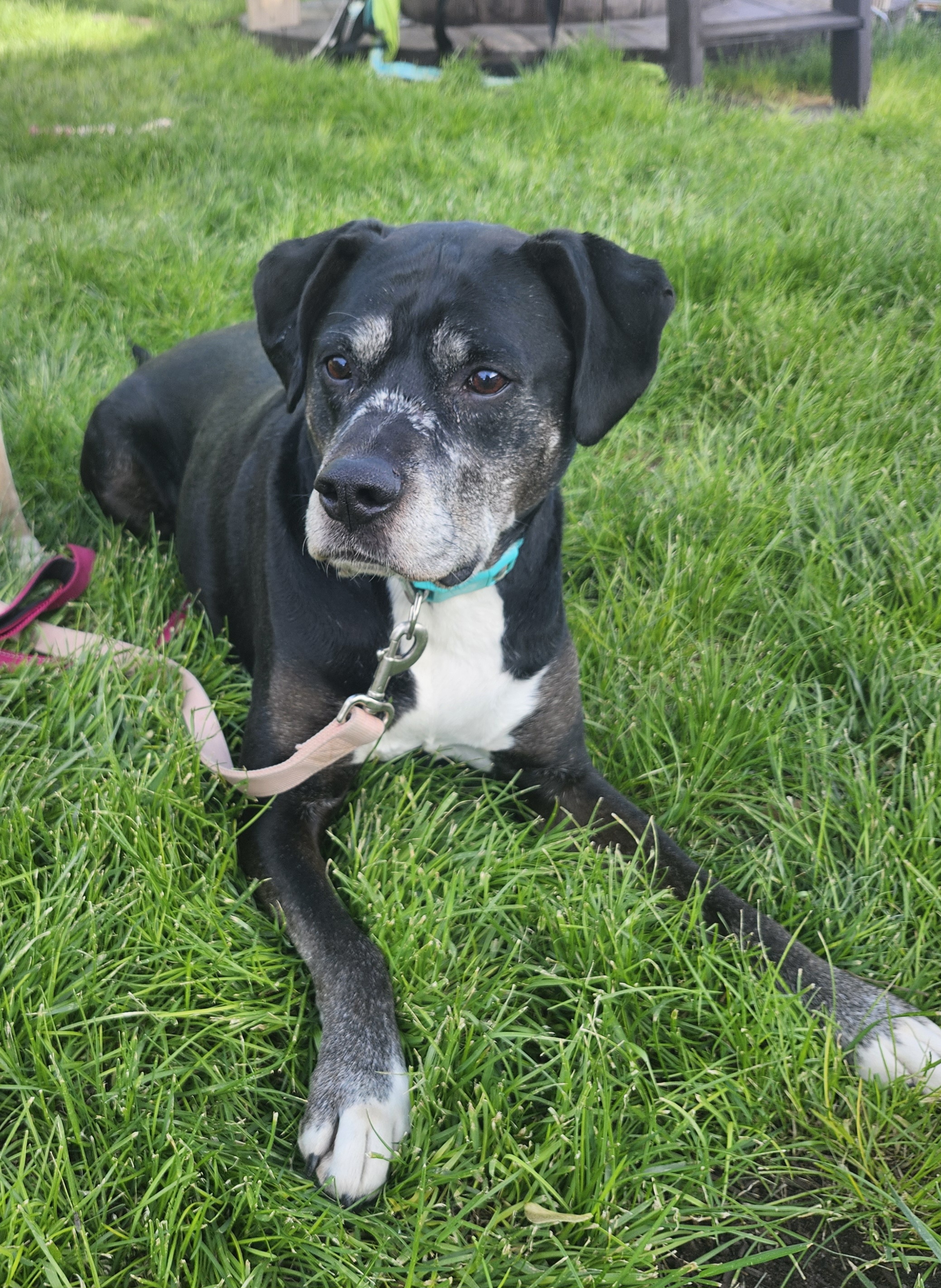 Picture of the Animal Listed