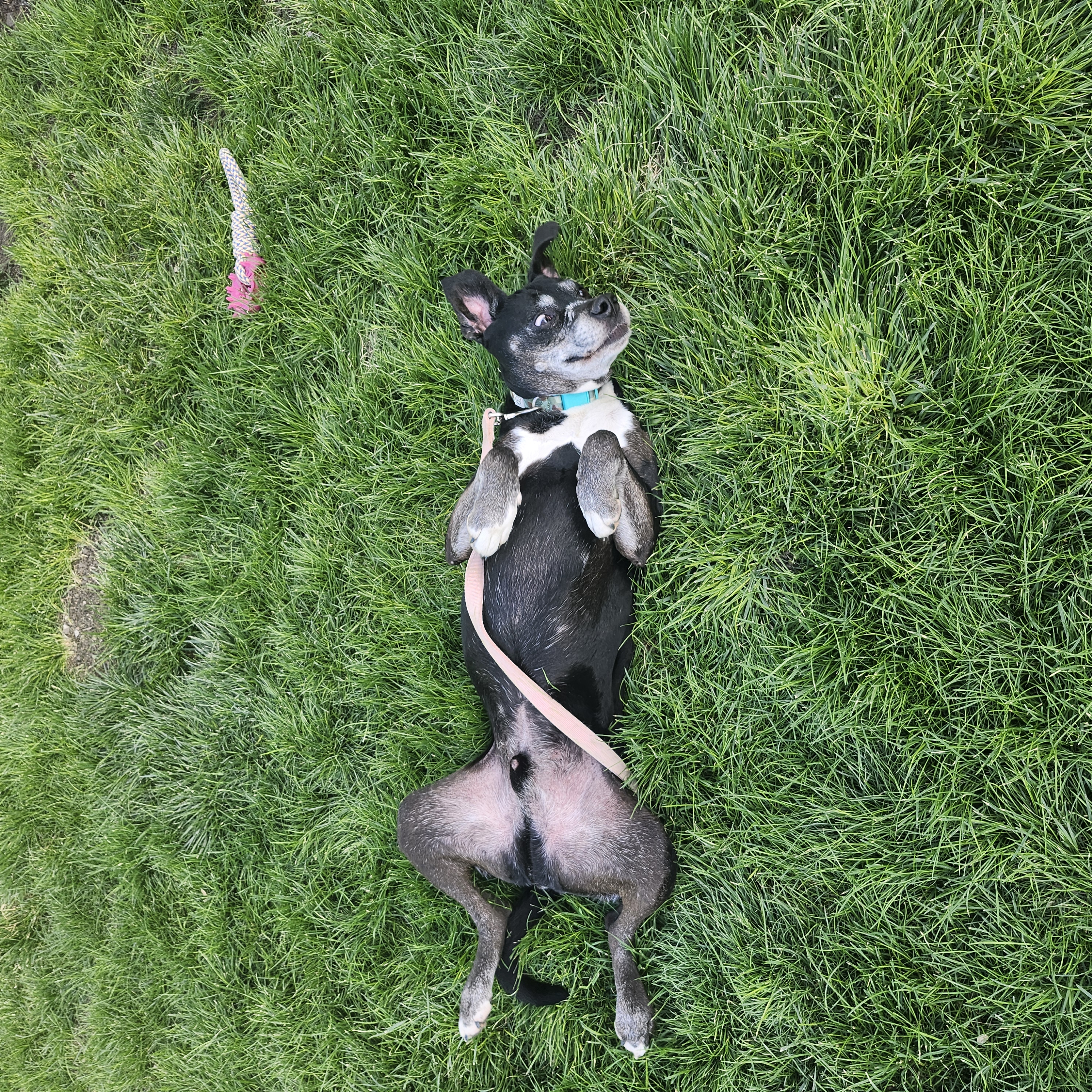 Picture of the Animal Listed