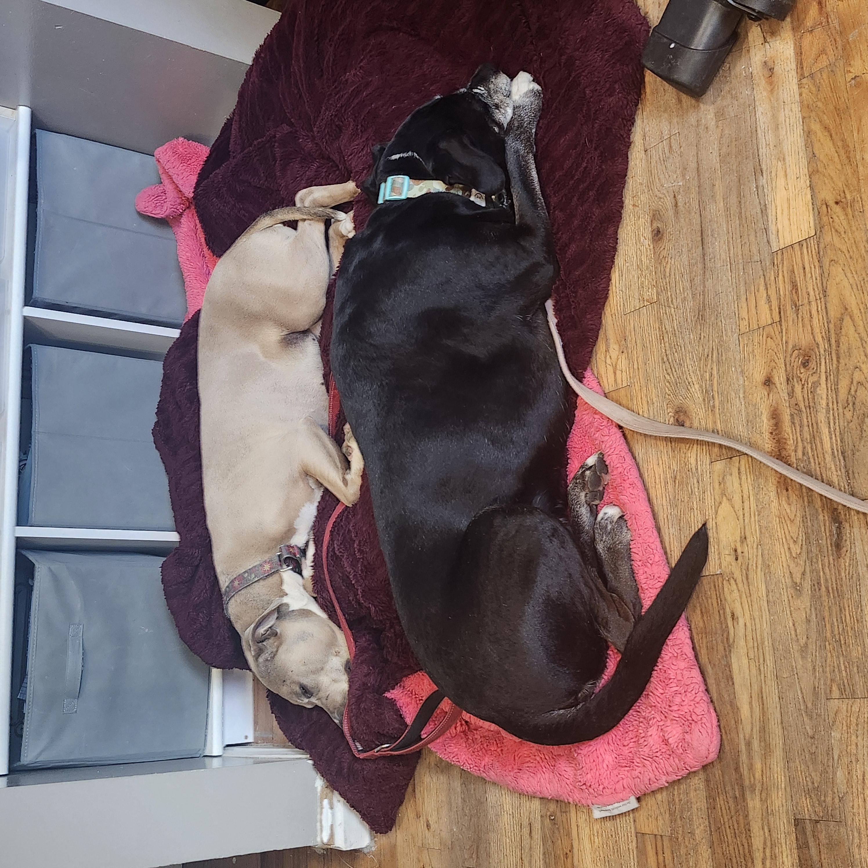 Picture of the Animal Listed