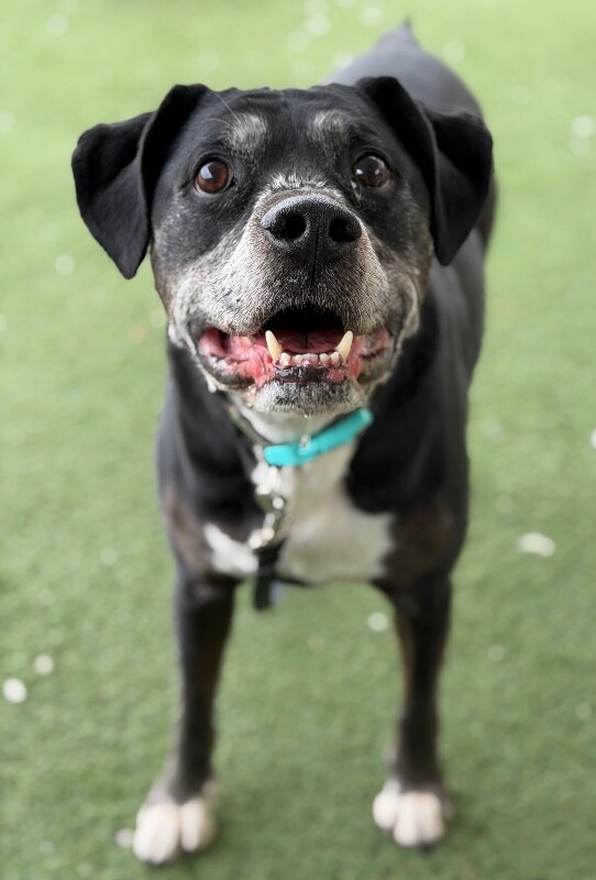 Picture of the Animal Listed