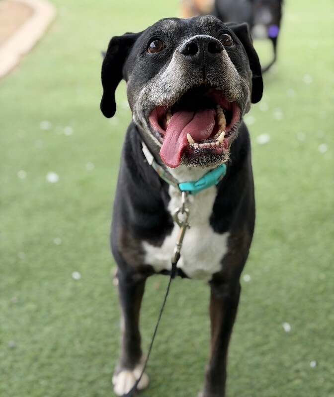 Picture of the Animal Listed