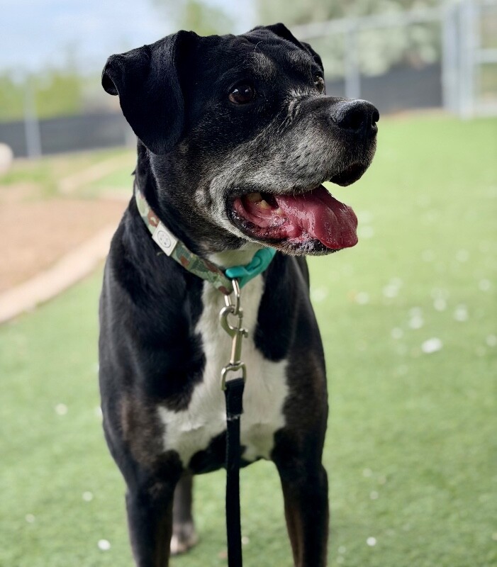 Picture of the Animal Listed