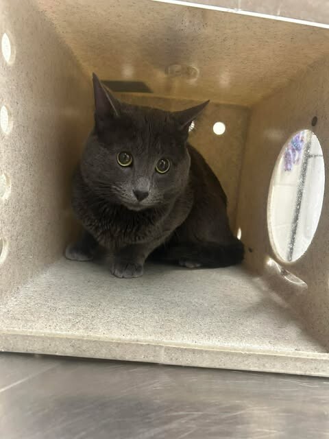 Picture of the Animal Listed