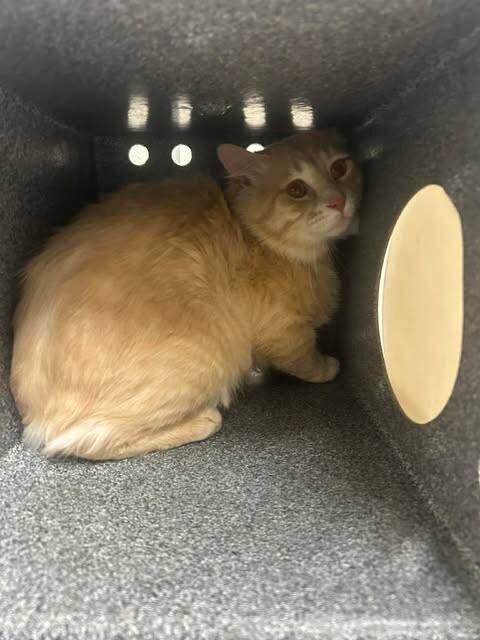 Picture of the Animal Listed