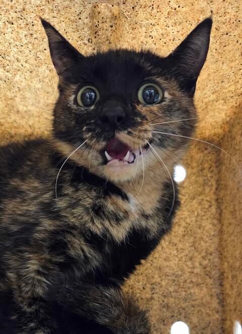 Picture of the Animal Listed