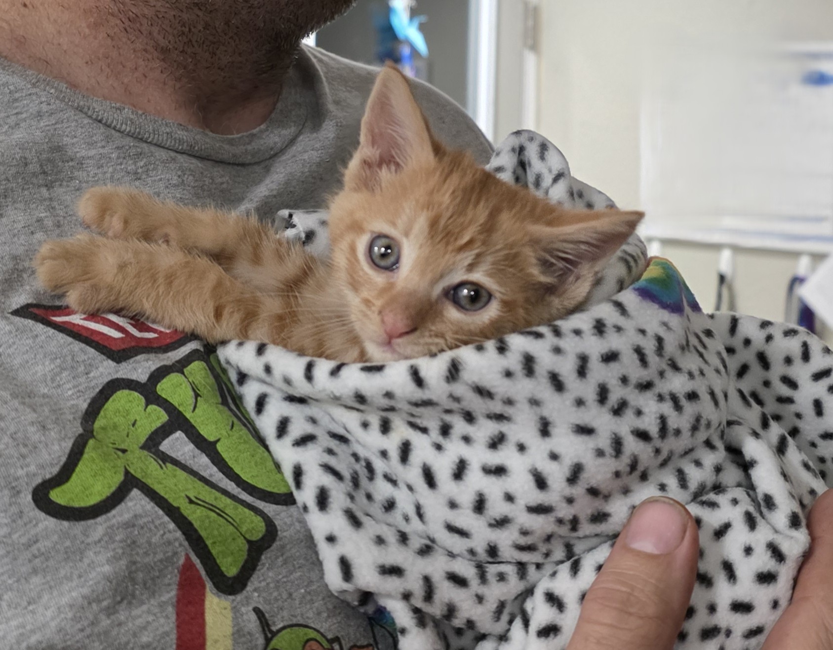 Picture of the Animal Listed