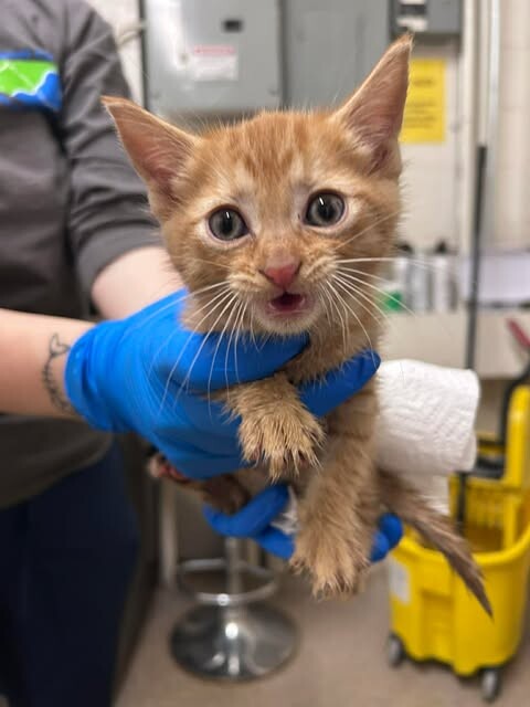 Picture of the Animal Listed