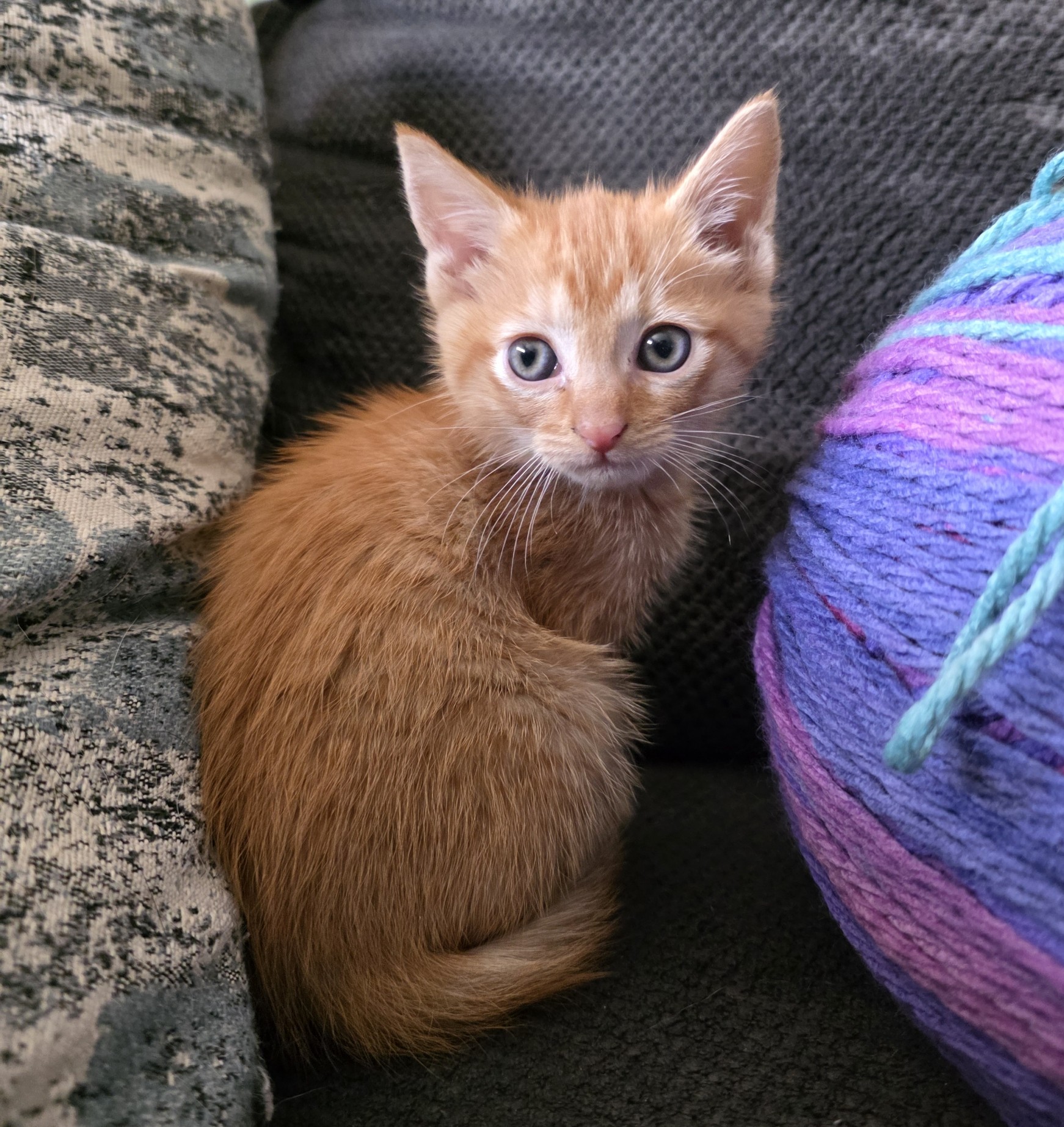 Picture of the Animal Listed