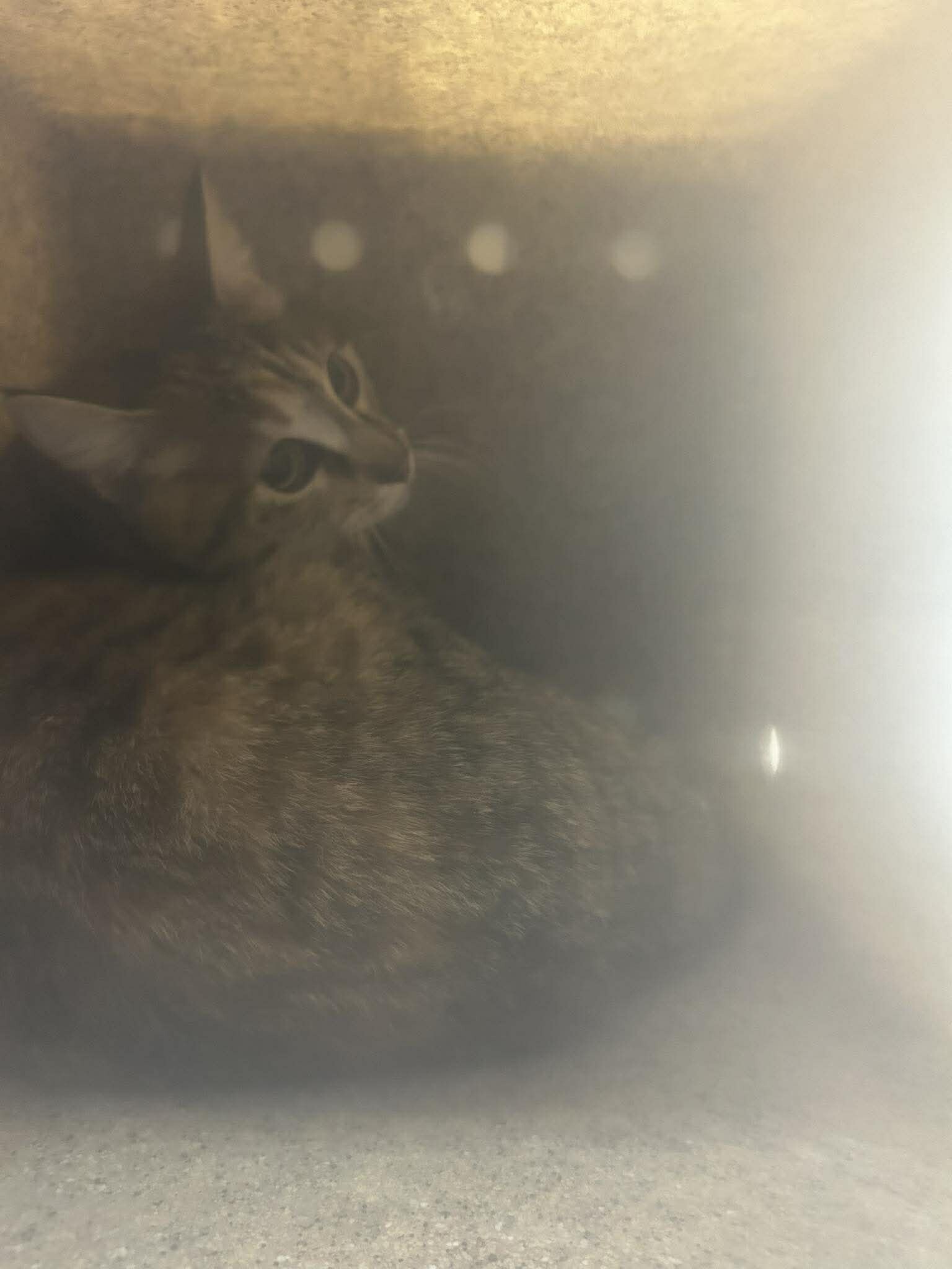 Picture of the Animal Listed