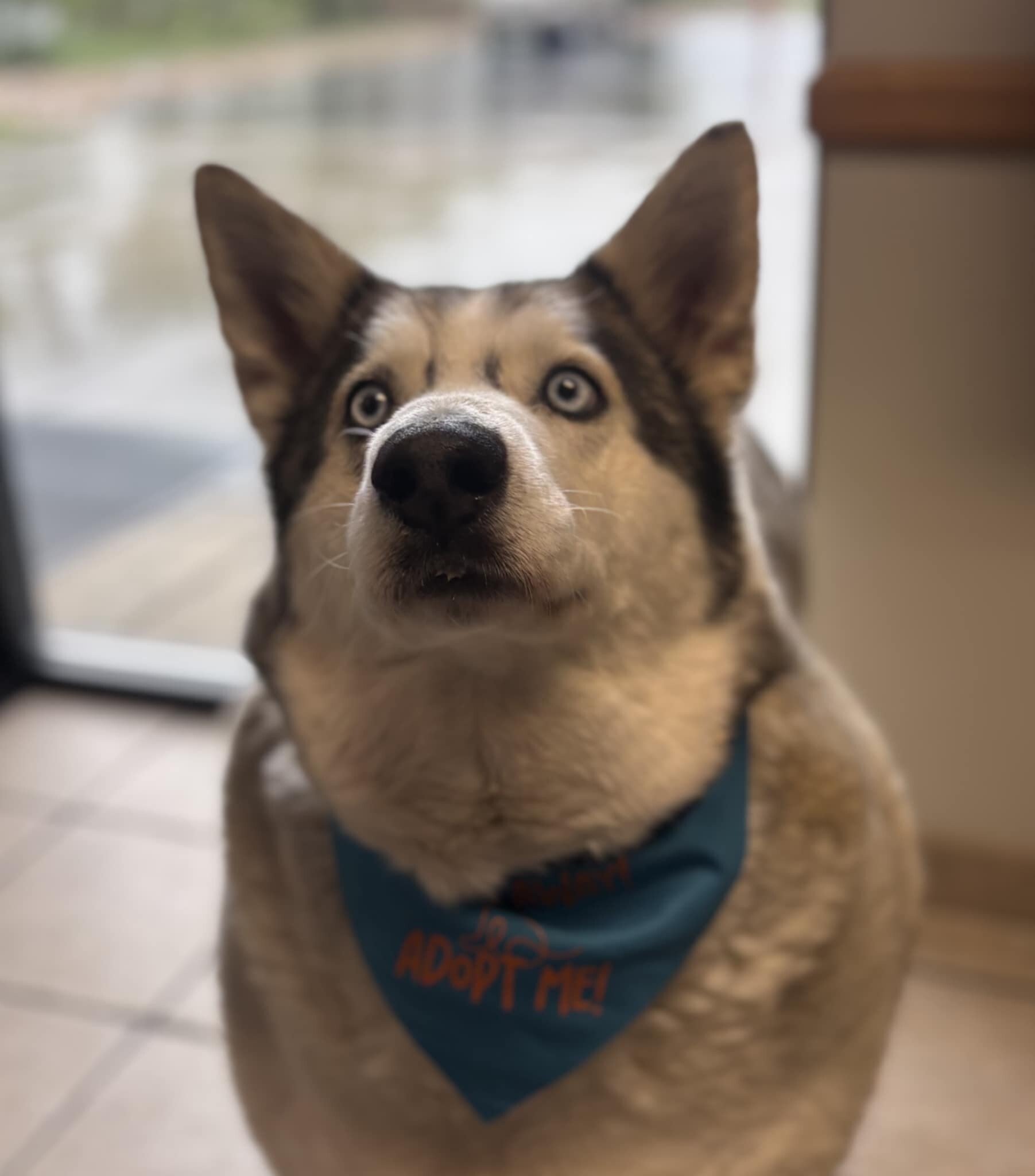 Picture of the Animal Listed