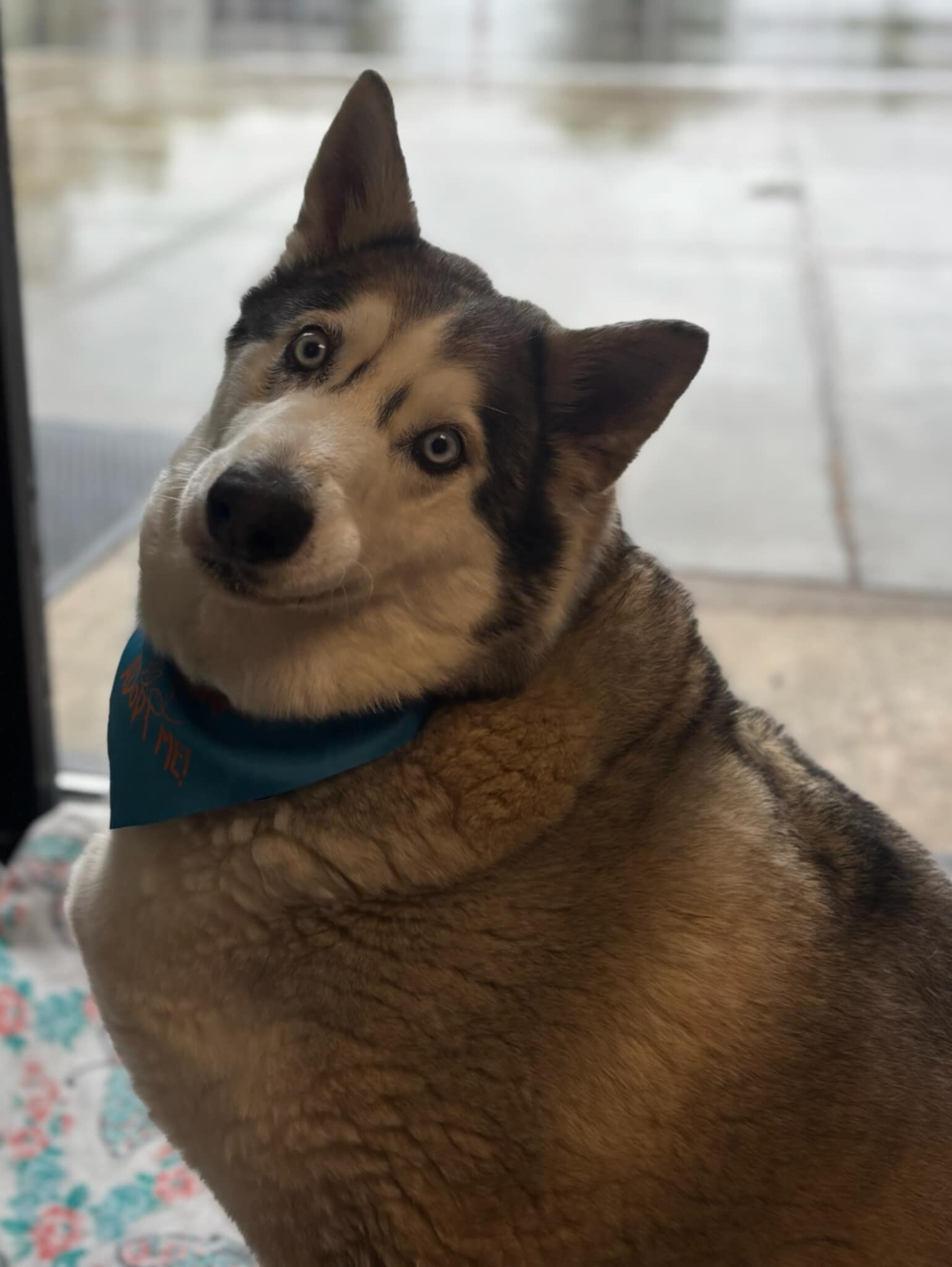 Picture of the Animal Listed