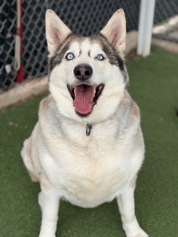 Picture of the Animal Listed