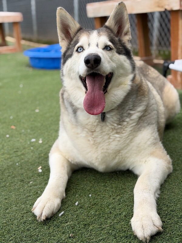 Picture of the Animal Listed