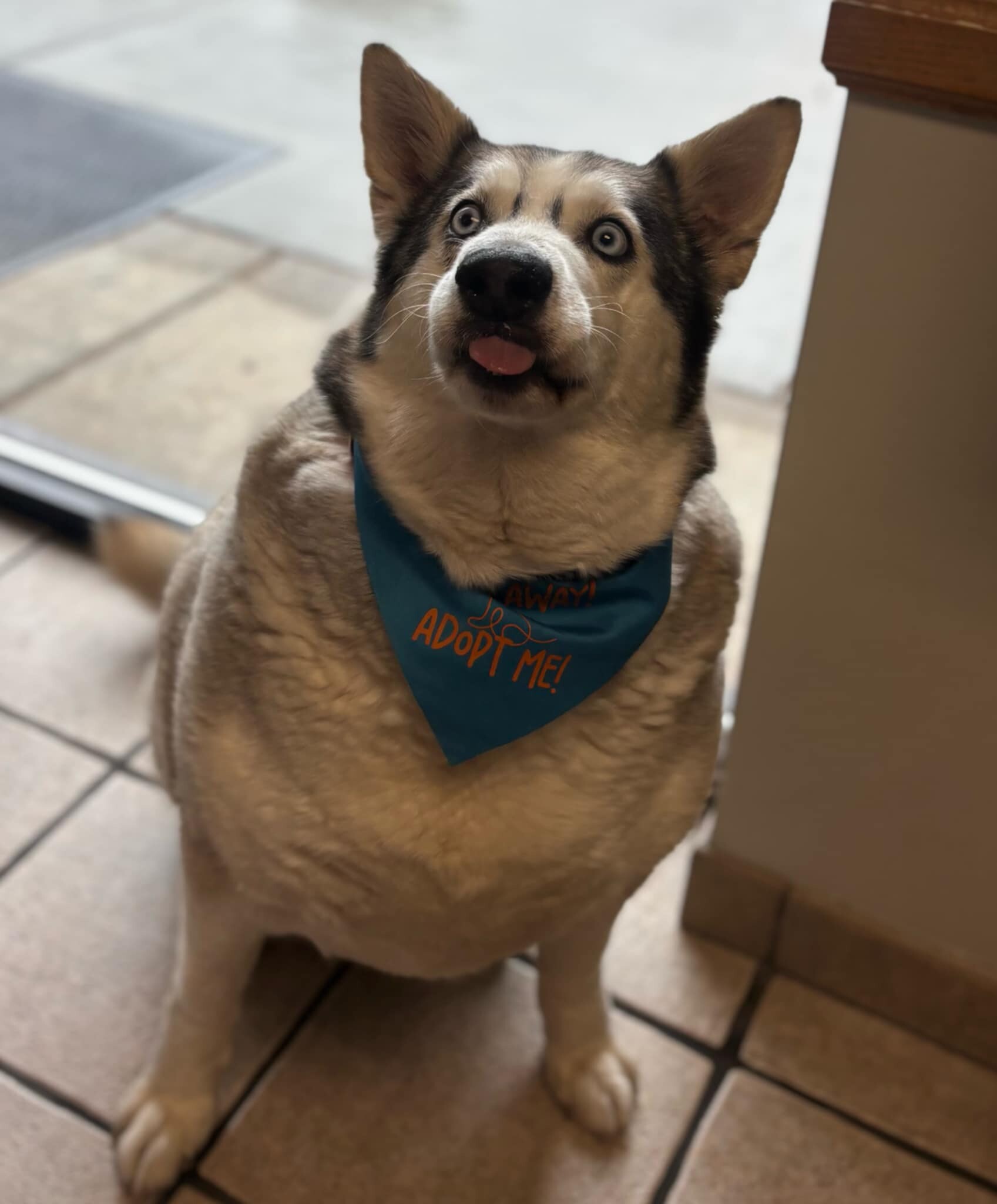 Picture of the Animal Listed